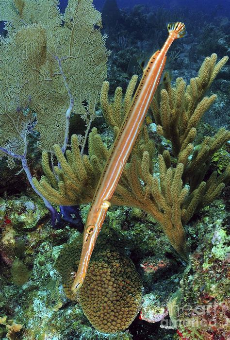 trumpetfish reef